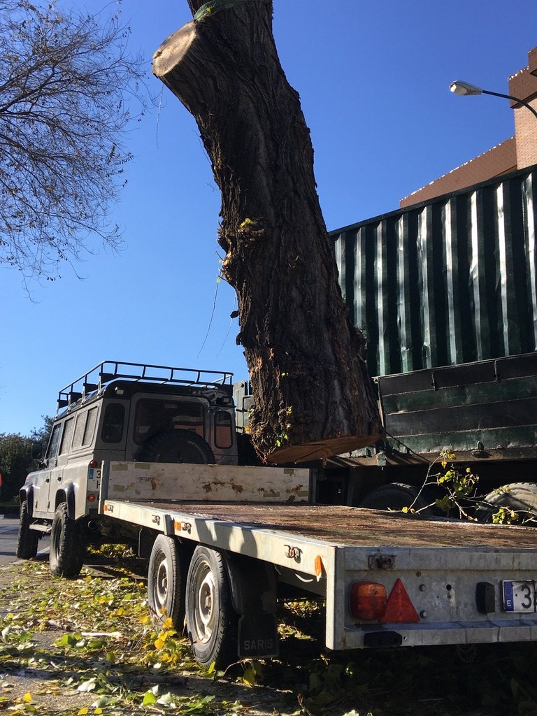 Preparación de madera · Chopo alcobendas