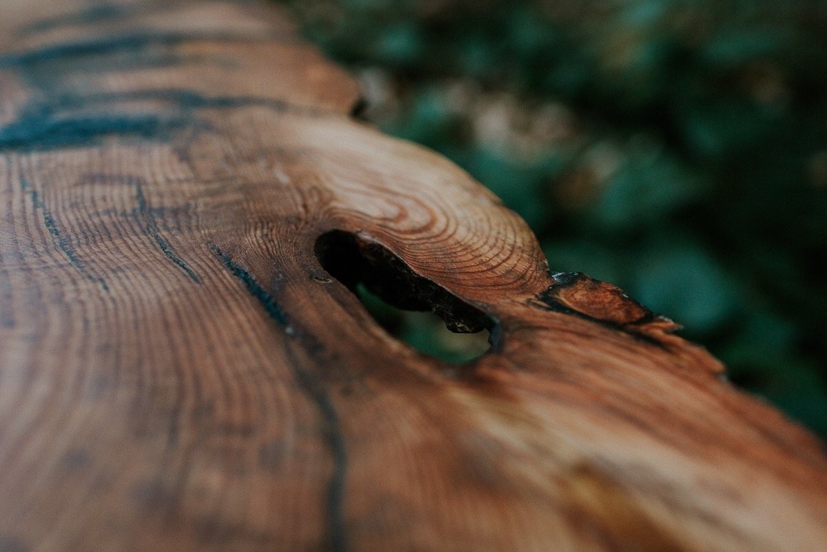 Detalle de un hueco natural de la raíz de pino