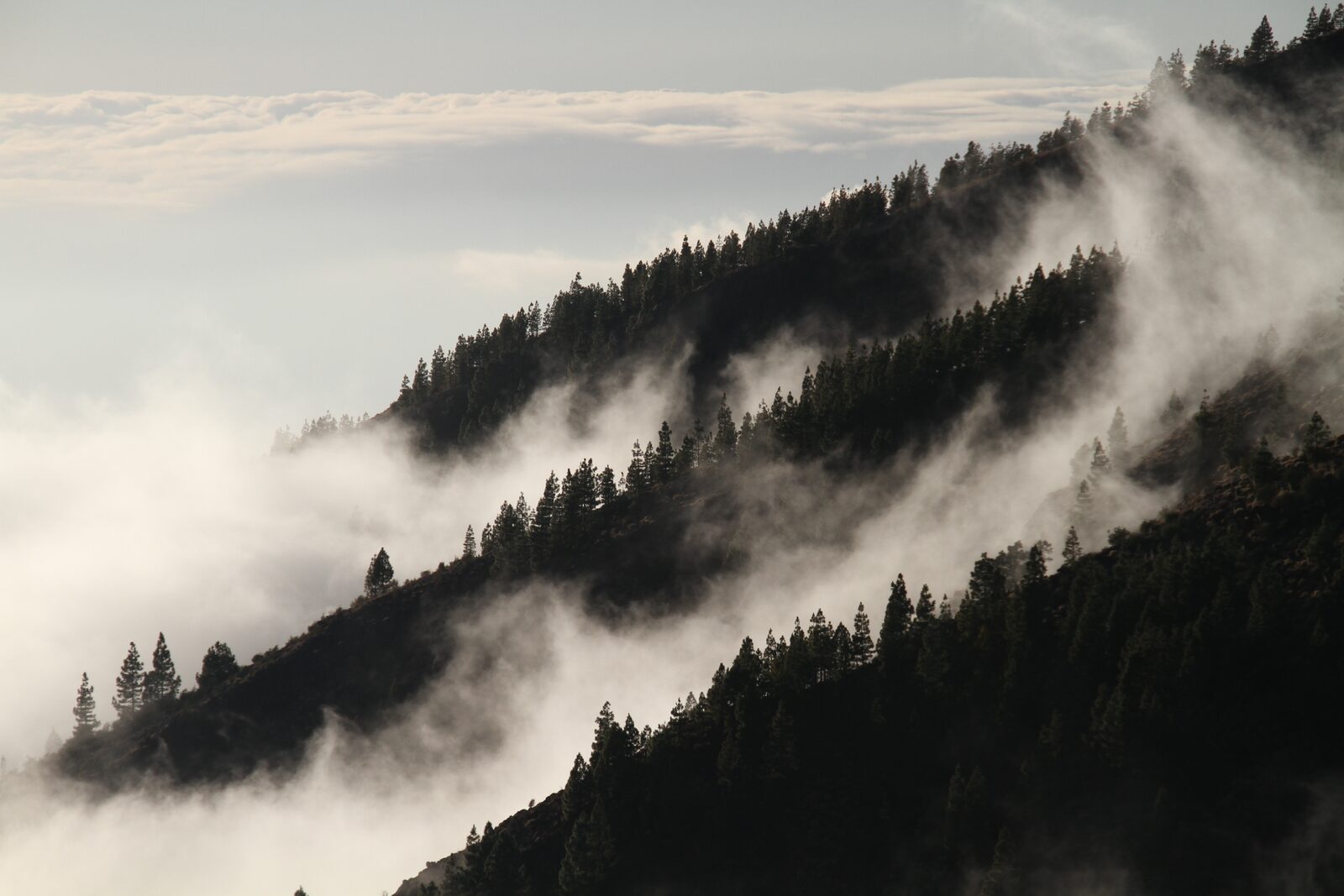 Laderas de bosque entre la niebla